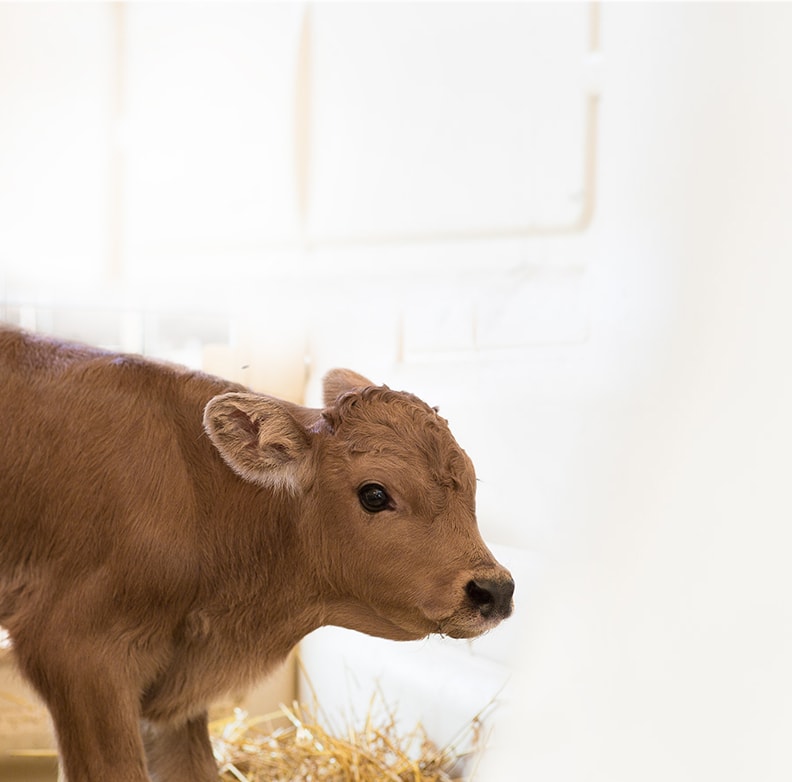 The world's #1 calf housing — Calf-Tel