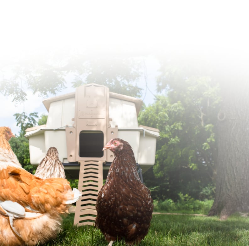 An ultimate design for your style of raising — Ultimate Chicken Coop