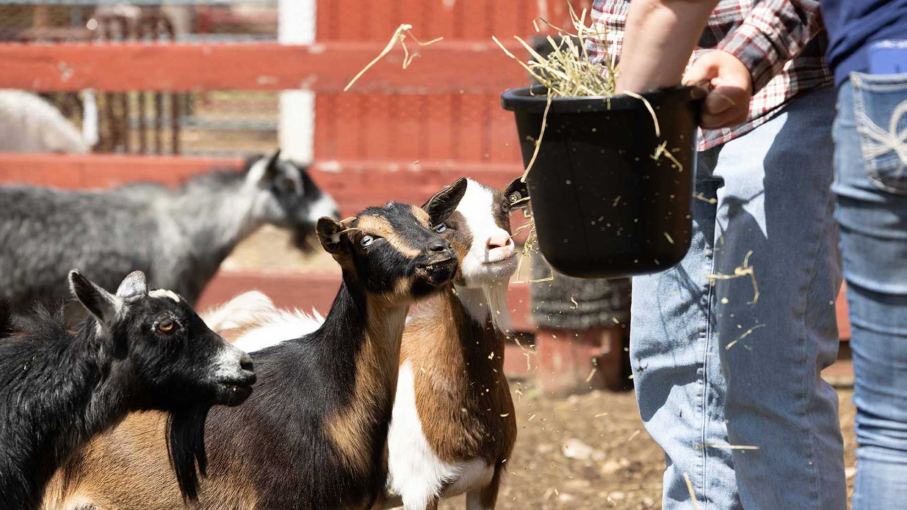 Feeding equipment built farm-tough — Farmstead Feeders
