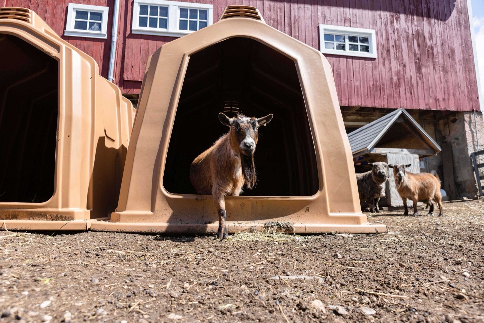 Happy herd, happy home — Happy Hut