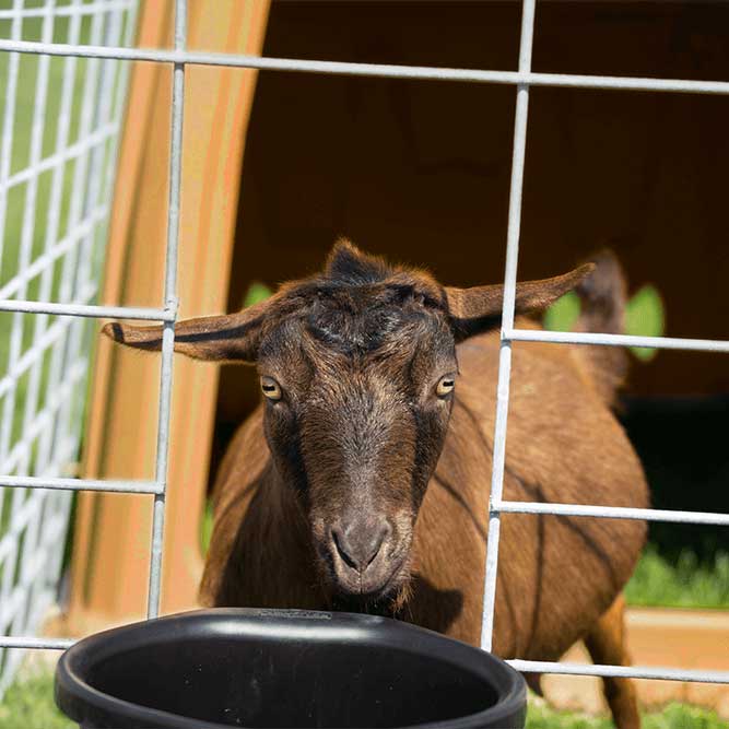 A goat at a wire fence behind a black feed pail