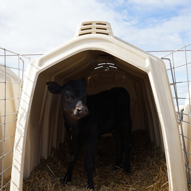 Calf hutch — Calf-Tel