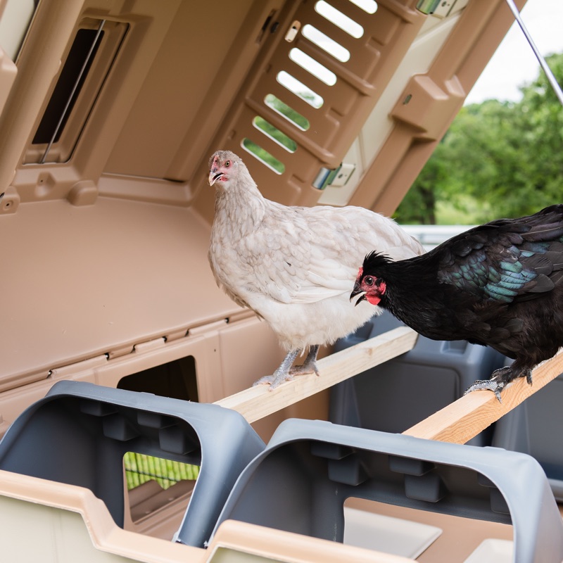 Flip-top coop — Ultimate Chicken Coop